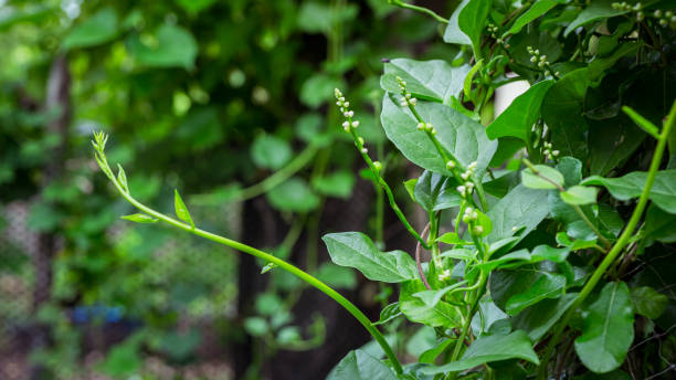 climbing malabar spinach with white flowers, basella alba - 智慧農(nóng)業(yè) 個(gè)照片及圖片檔