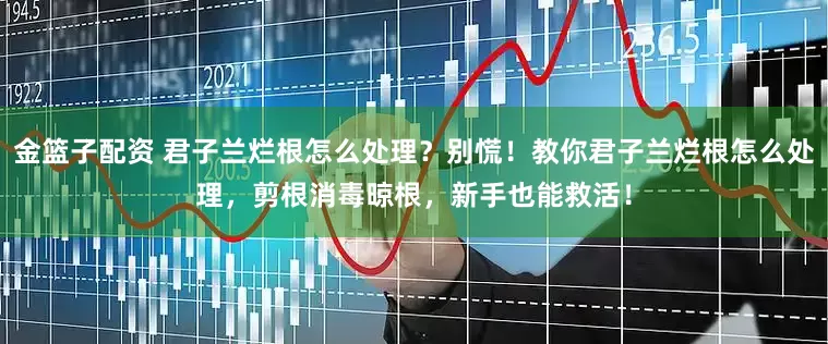 金籃子配資 君子蘭爛根怎么處理？別慌！教你君子蘭爛根怎么處理，剪根消毒晾根，新手也能救活！
